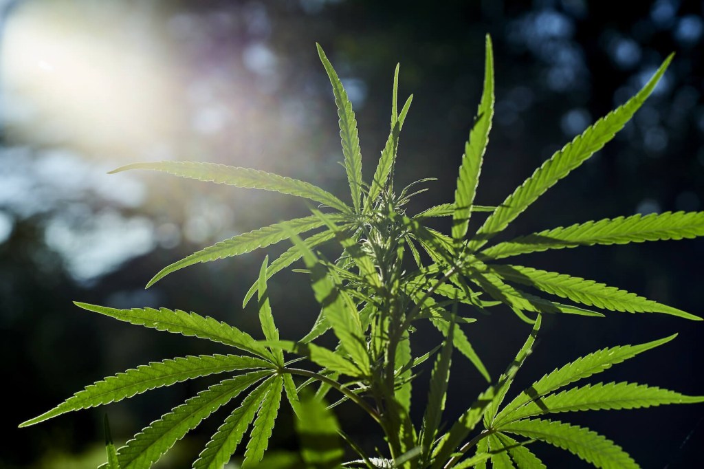 Delta 8 THC: What It Is, How It Feels, and Why It’s Legal in Most&nbsp;States