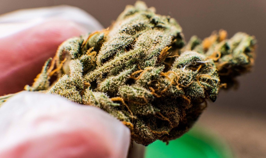 Why THCA Flower Is Taking Over the Hemp&nbsp;Market