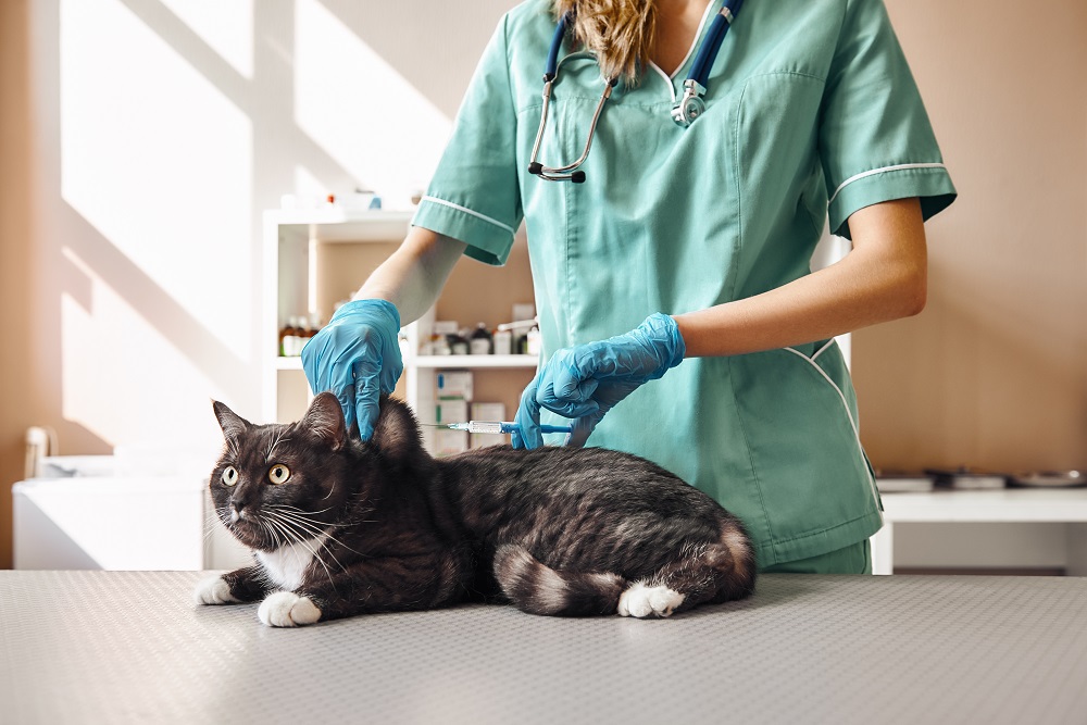Why Kitten Immunizations Matter: A Vet’s&nbsp;Guide